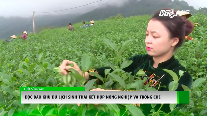 Độc đáo khu du lịch sinh thái kết hợp nông nghiệp và trồng chè