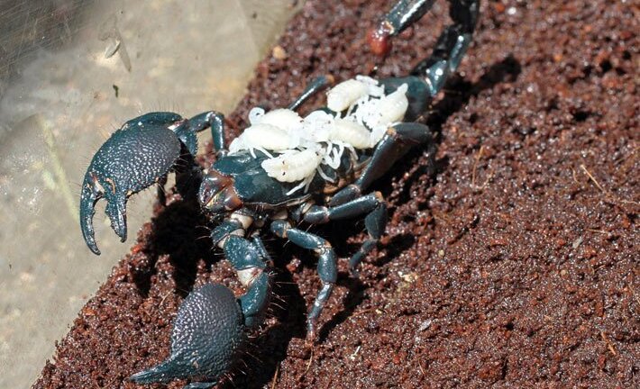 Thực hư thông tin nọc bọ cạp xanh chữa ung thư