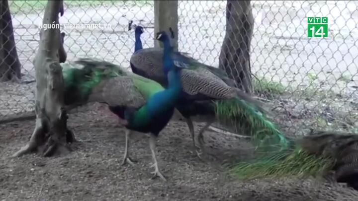 Tết Mậu Tuất 2018: Nở rộ thú chơi chim công ngũ sắc giá hàng chục triệu đồng