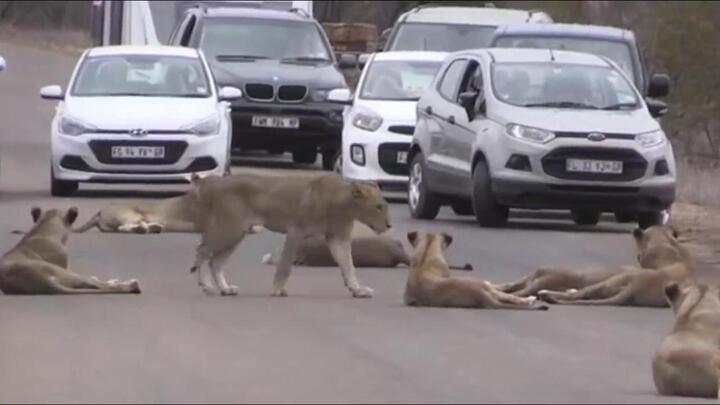Clip: Sư tử kéo bầy ra nằm ườn giữa đường, nghênh ngang thách thức ô tô