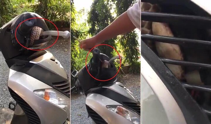 Clip: Rắn 'cố thủ' trong đầu xe máy SH khiến dân mạng khiếp đảm