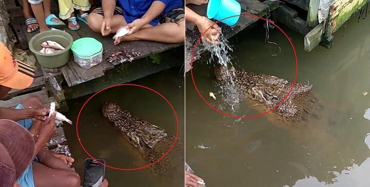Clip: Cá sấu 'khủng' bơi qua nhà dân xin ăn như thú cưng