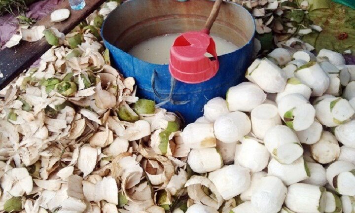 Rùng mình phát hiện hàng loạt dừa tươi bị tiêm thuốc