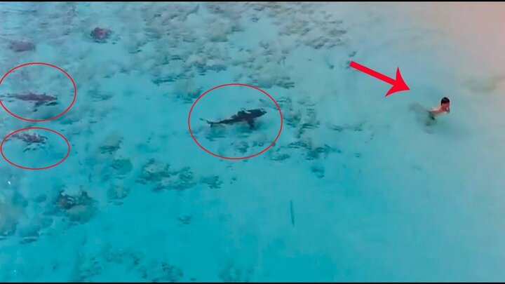 Rợn người clip 4 con cá mập lặng lẽ áp sát bé trai đang mải mê tắm biển