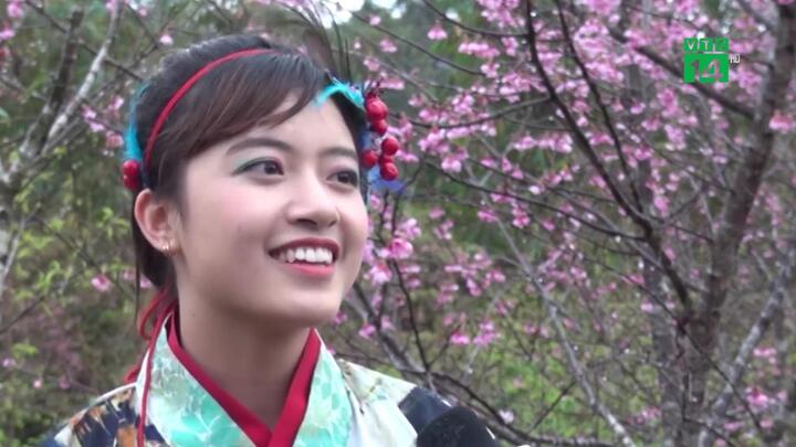 Video: Chiêm ngưỡng 19 loại hoa anh đào nở rộ đẹp ngỡ ngàng ở Điện Biên