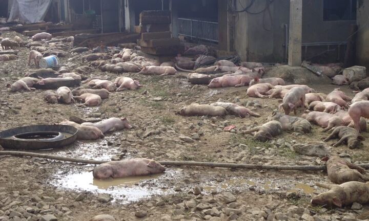 Trang trại bị chập điện, heo chết cháy nằm la liệt