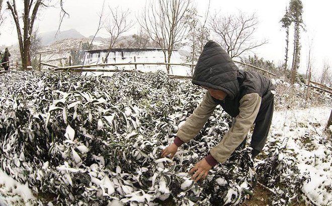 Thời tiết hôm nay 9/1: Miền Bắc rét tê tái, có nơi 3°C