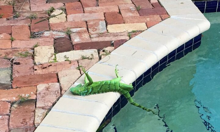 Video: Giá lạnh ở Mỹ làm thằn lằn rụng lả tả, cá sấu đông cứng dưới sông