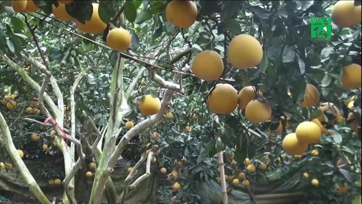Được mùa bưởi Diễn, dân lo sốt vó, thức trắng đêm canh 'bưởi tặc'