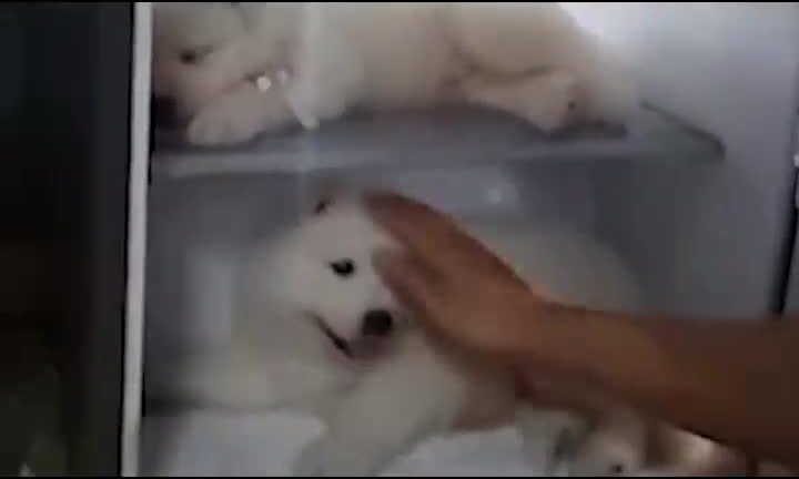 Video: Báo Anh đưa tin người Việt cho chó vào tủ lạnh tránh nóng