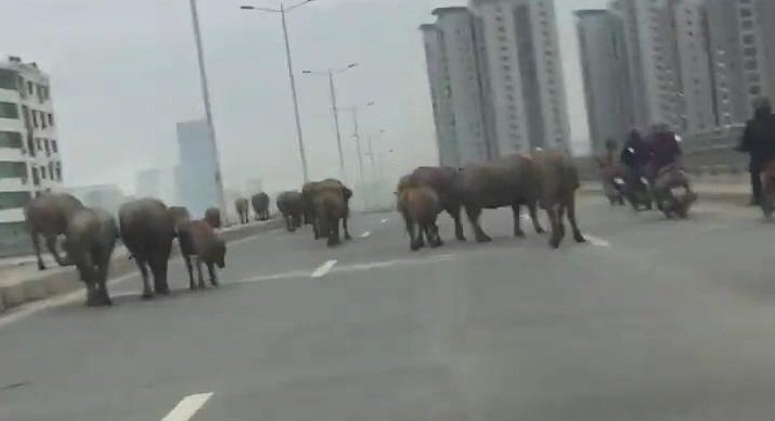 Clip: Đàn trâu nghênh ngang dạo chơi trên phố Hà Nội