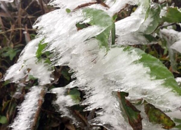 Nhiệt độ xuống 0 độ C, Mù Cang Chải xuất hiện băng tuyết