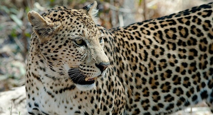 Hàng trăm người ráo riết truy lùng con báo chuyên ăn thịt trẻ em ở Ấn Độ