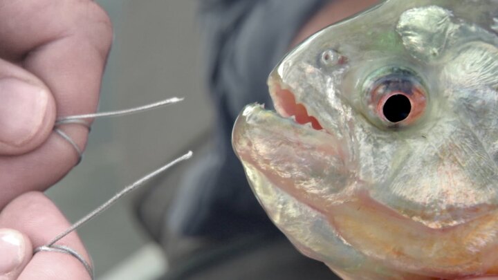 Cá piranha xé đứt dây thép, sợi áo chống đạn chỉ với 1 cú cắn