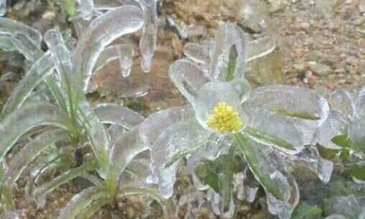 Ảnh: Băng giá trong suốt, bao phủ cỏ cây ở Sa Pa