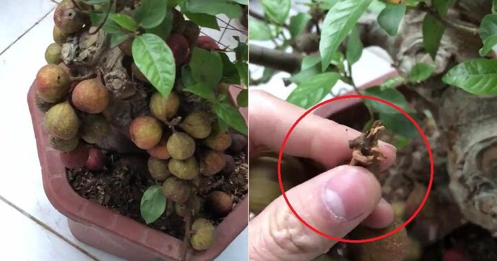 Clip: Mua sung bonsai nửa triệu đồng, tá hỏa phát hiện quả gắn bằng keo 502