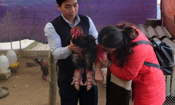 Video: Xem gà Đông Tảo nuôi bằng thịt bò, bán giá hàng chục triệu đồng trước Tết