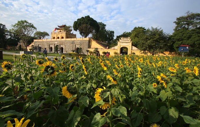 Ngắm vườn hoa mặt trời bừng nở trong nắng đông tại Hoàng Thành Thăng Long