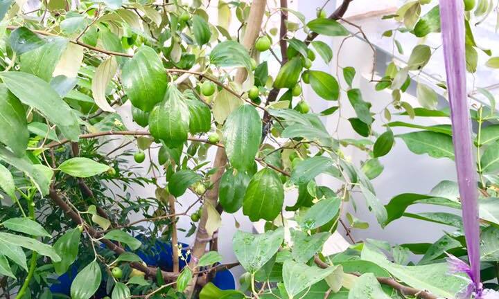 Học mẹ Việt kinh nghiệm trồng táo ta sai trĩu trịt bằng chậu trên sân thượng