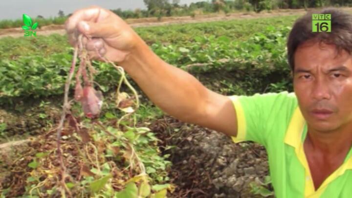 Kẻ gian phun thuốc phá ruộng khoai, nông dân Vĩnh Long mất trắng hàng trăm triệu đồng