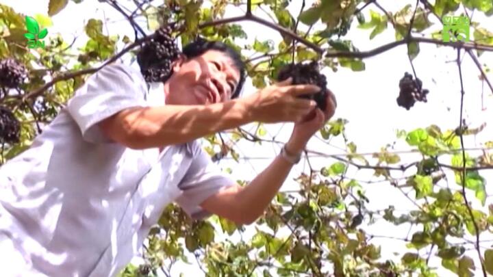 'Đệ nhất rượu vang Việt Nam' được làm ra thế nào?