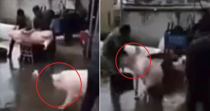 Video: Lợn tấn công người, cứu bạn ngay trên bàn mổ