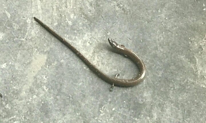 Phát hiện 'rắn lạ' có chân, nhỏ bằng đầu đũa ở Huế