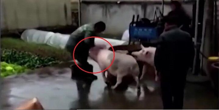Lợn tấn công người, cứu đồng loại sắp bị giết thịt