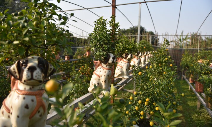 Ảnh: Ngắm quất bonsai trồng trên lưng chó đốm phục vụ Tết Nguyên đán 2018