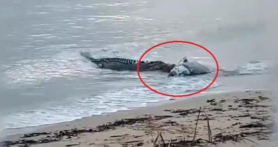Clip: Cá sấu xé xác cá mú trên bờ biển khiến dân tình kinh hãi