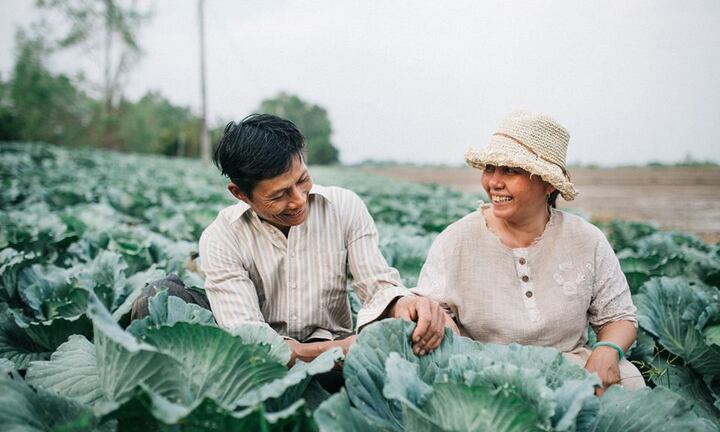 Thổn thức trước bộ ảnh đôi vợ chồng nông dân bên vườn bắp cải đẹp nao lòng
