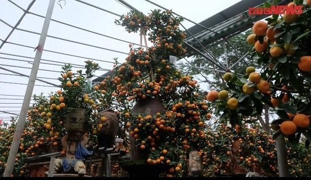 Clip: 'Siêu quất' hình rồng chơi Tết, trả trăm triệu không bán