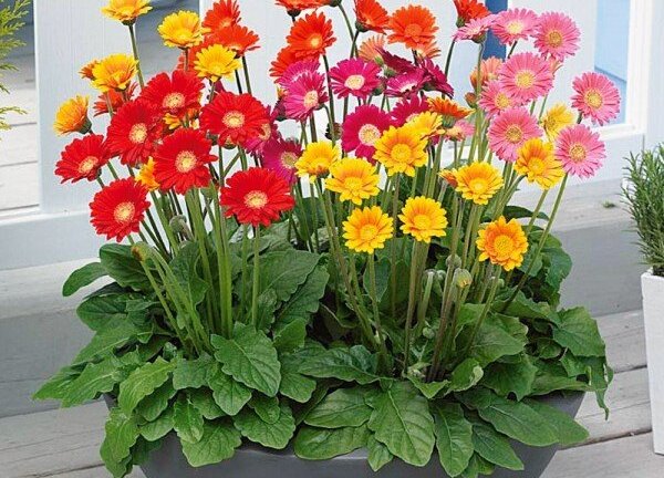 Những loại cây cứ trồng trước cửa là tài lộc đầy nhà, của ăn ngăn để