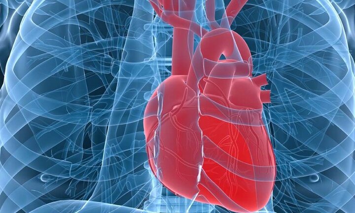 Đã tìm ra kẻ thù của mỡ máu, mỡ gan, huyết áp, tim mạch