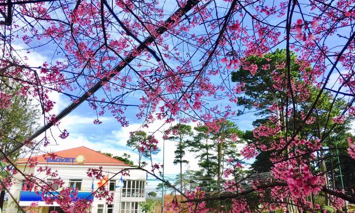 Ngất ngây ngắm anh đào nhuộm hồng cả Đà Lạt khiến ai cũng muốn đi