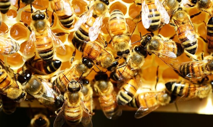 Làm chết 500.000 con ong, 2 bé trai đối diện án 10 năm tù