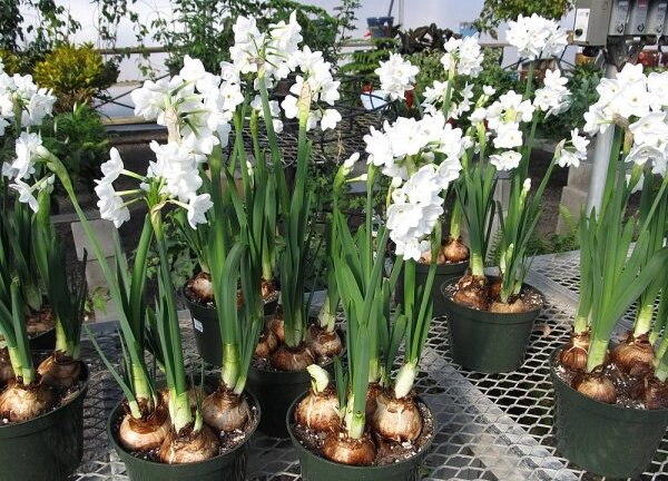 Cách trồng hoa thủy tiên bằng củ không cần đất nở đẹp đón Tết