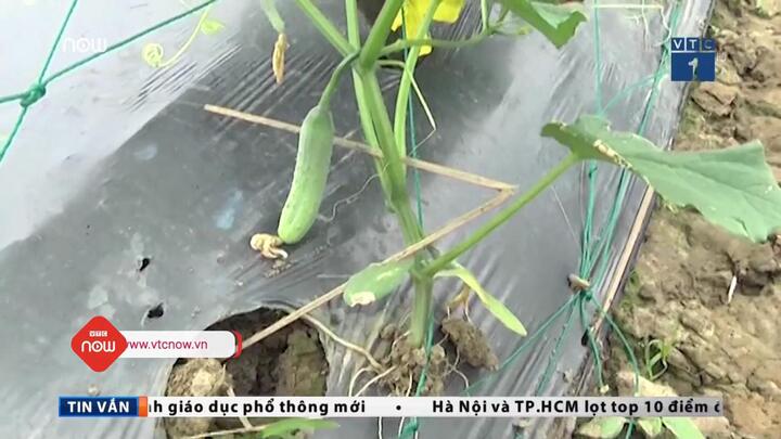 Kẻ gian phá 4.000 gốc dưa leo, khổ qua của nông dân Quảng Ngãi