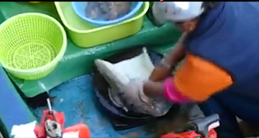 Nể phục trước kĩ năng làm mực chuyên nghiệp, bà nội trợ nên vào học tập