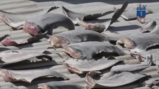 Video: Bộ Công thương yêu cầu báo cáo gấp vụ phơi vây cá mập