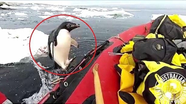 Clip: Chim cánh cụt nhảy bổ lên thuyền, 'chào' đoàn thám hiểm ở Nam Cực