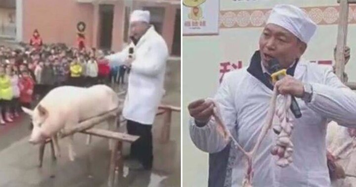 Trường mầm non mổ lợn trước mặt học sinh để... dạy học thực tế