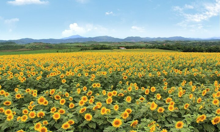 Đây là bí quyết làm tăng hàm lượng Omega 3 trong sữa tươi của Trang trại TH