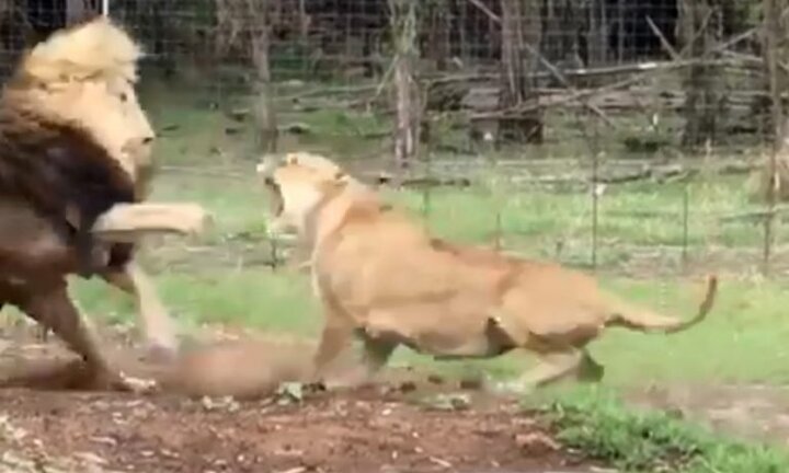 Video: Bị phớt lờ, sư tử cái nổi máu ghen tấn công con đực