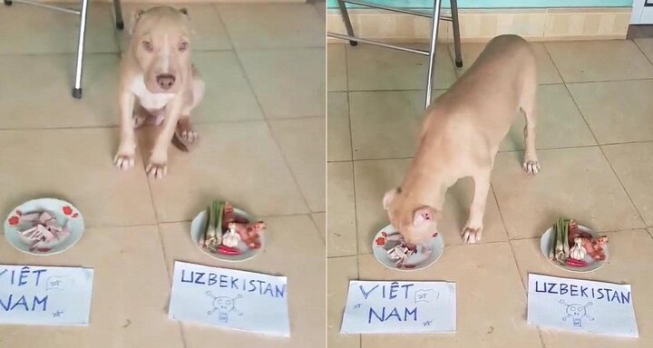 Chết cười clip chó pitbull 'thông minh' dự đoán U23 Việt Nam vô địch