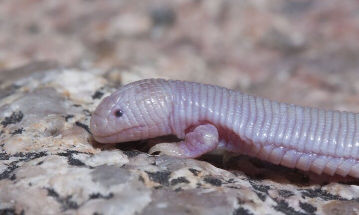 Video: Sự thật về quái vật rắn có chân bí ẩn ở Mexico