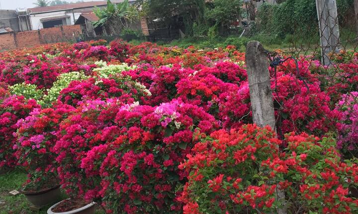 Ảnh: Rực rỡ hoa Tết trên đất 'thép' Củ Chi