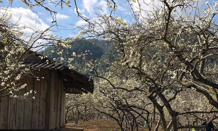 Lóa mắt với hoa mận nở trắng xóa đồi Mộc Châu