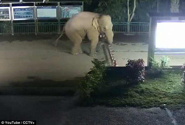 Video: Quá đói, voi Trung Quốc vượt biên tìm thức ăn