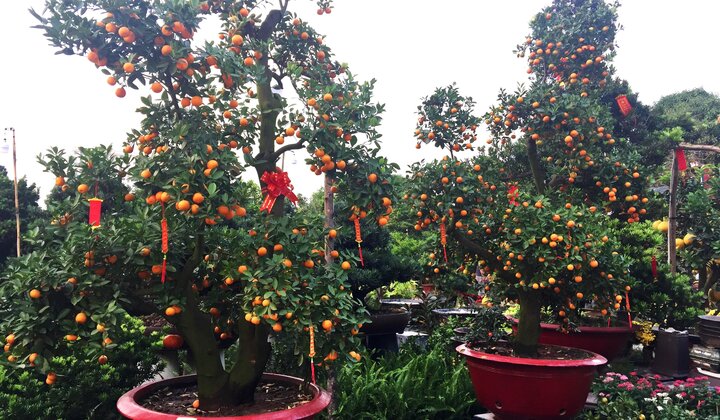 Một cây vàng không mua nổi cây quất trưng Tết tại vỉa hè Sài Gòn